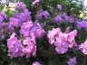 blomster rosa ball.JPG - 